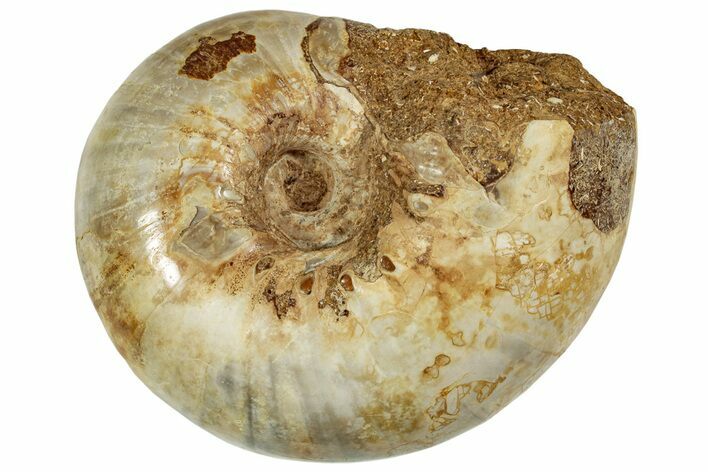 Thick, Jurassic Ammonite Fossil - Sakaraha, Madagascar #230224